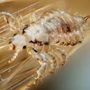 How to get rid of head lice? 