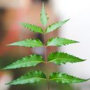 Health Benefits of Margosa / Neem Tree
