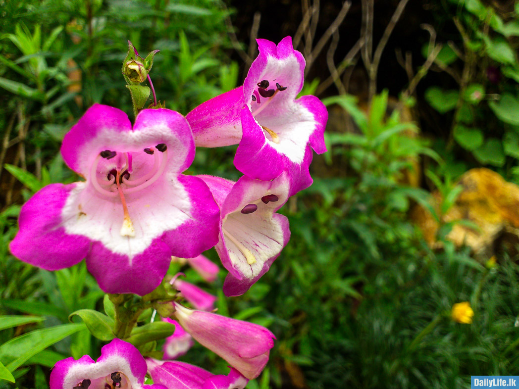 Flowers in Hakgala Botanical Garden