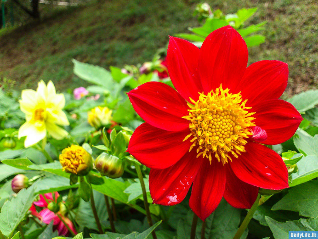 Red Flower