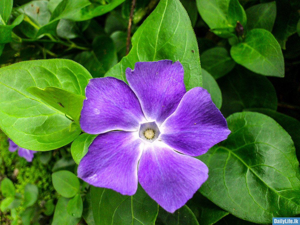 Blue Flower