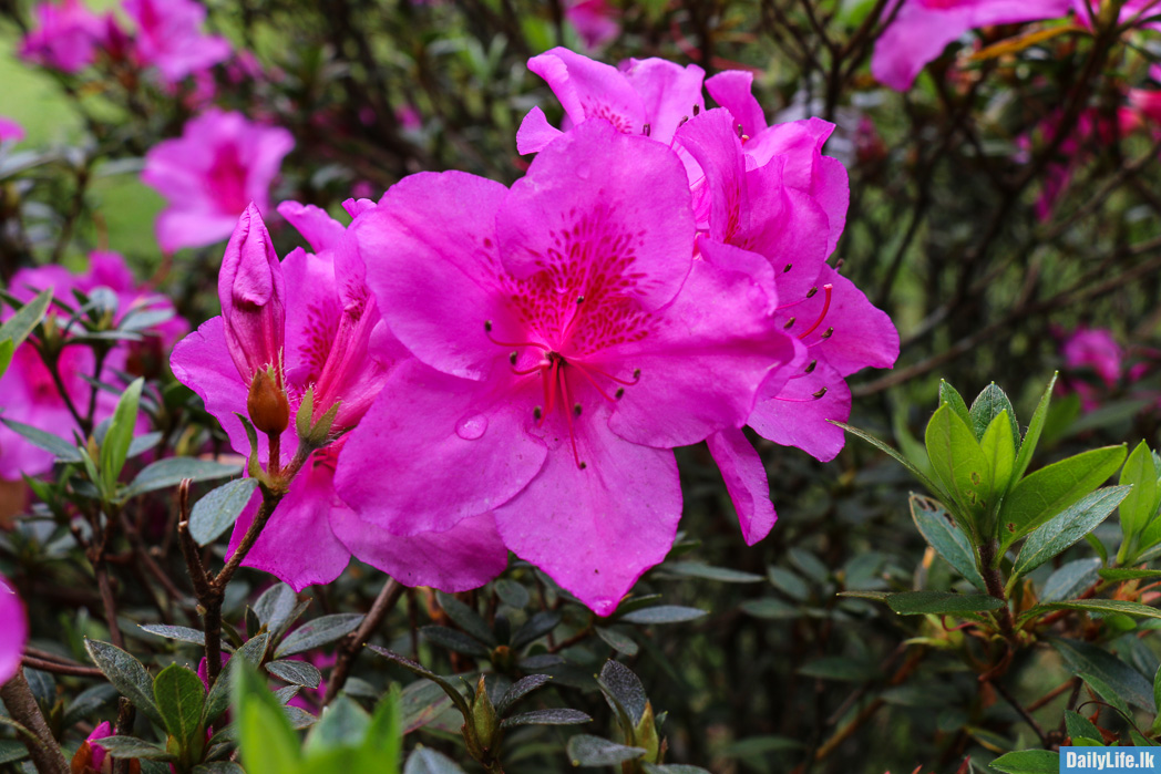 Pink Flower