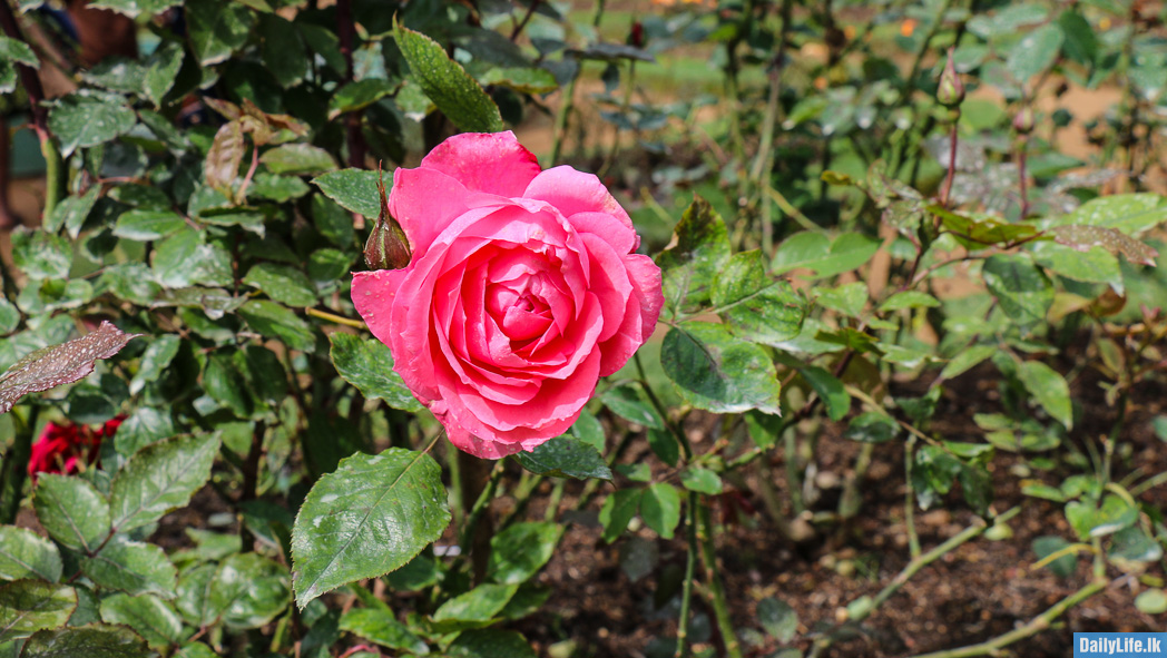 Pink Rose