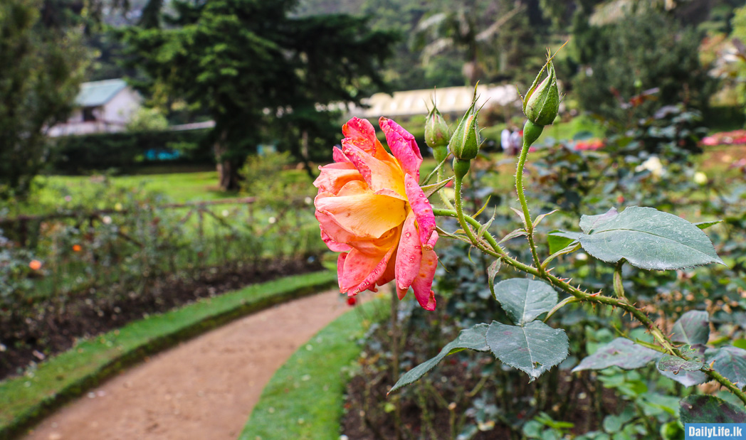 Pink and Yellow Rose