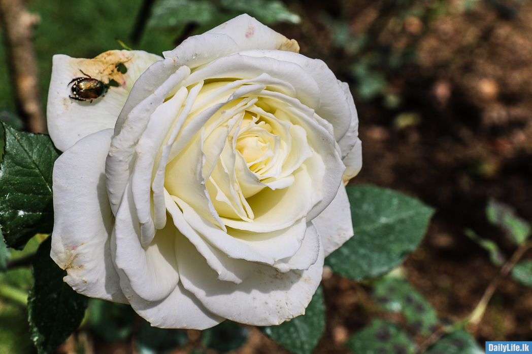 White Rose