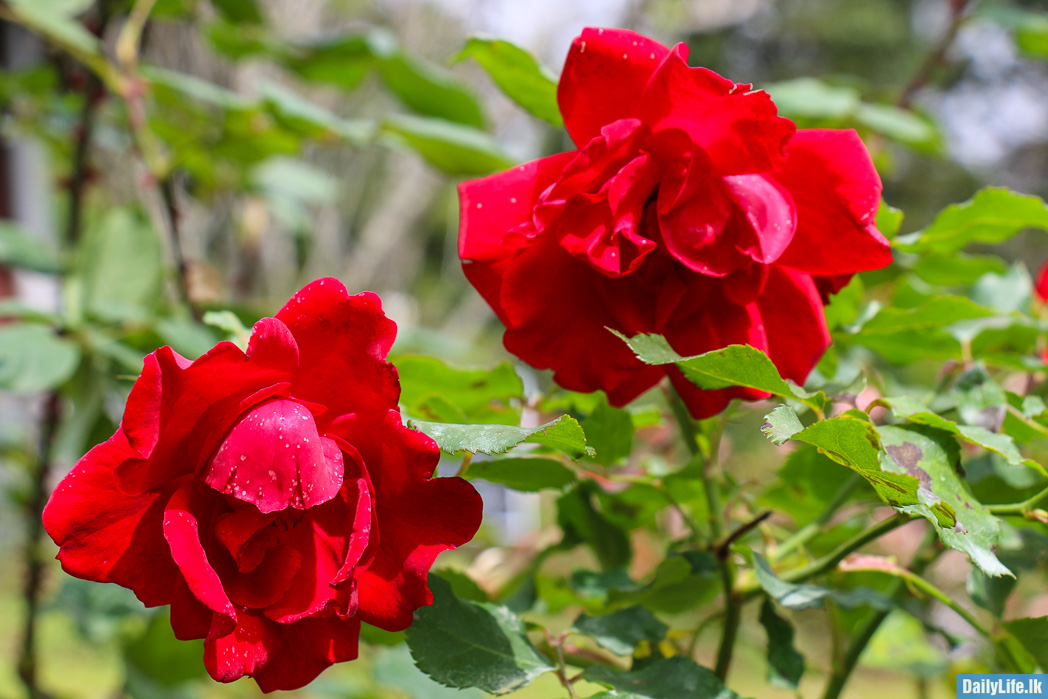 Red Roses