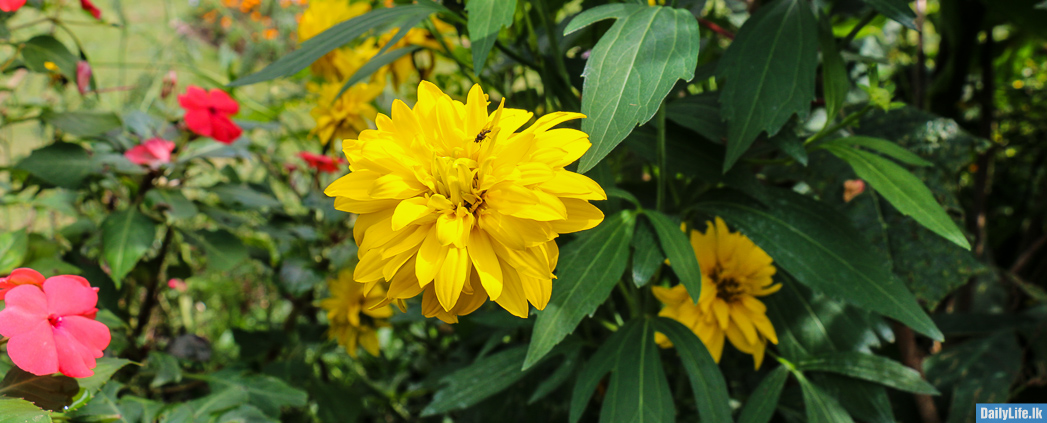 Yellow Flower