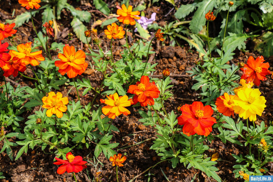 Red and Yellow Flowers