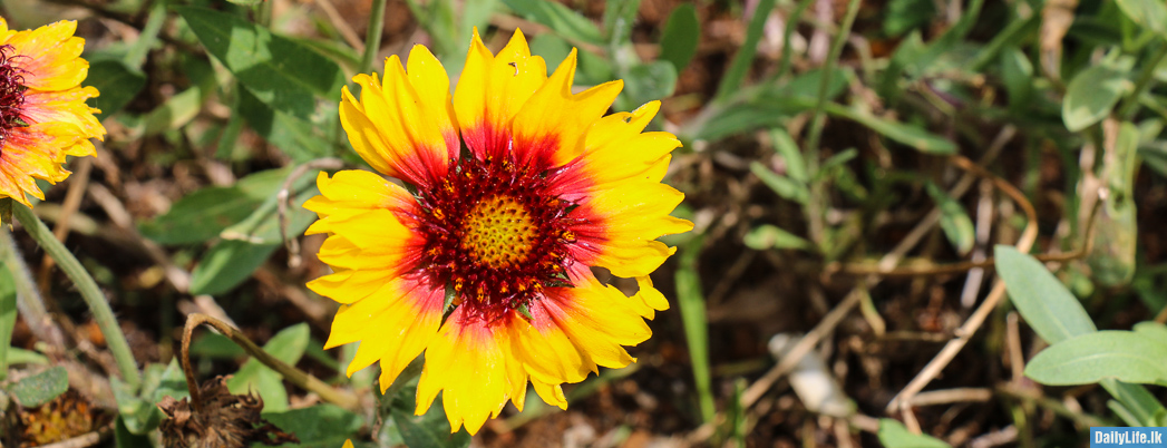 Sunflower