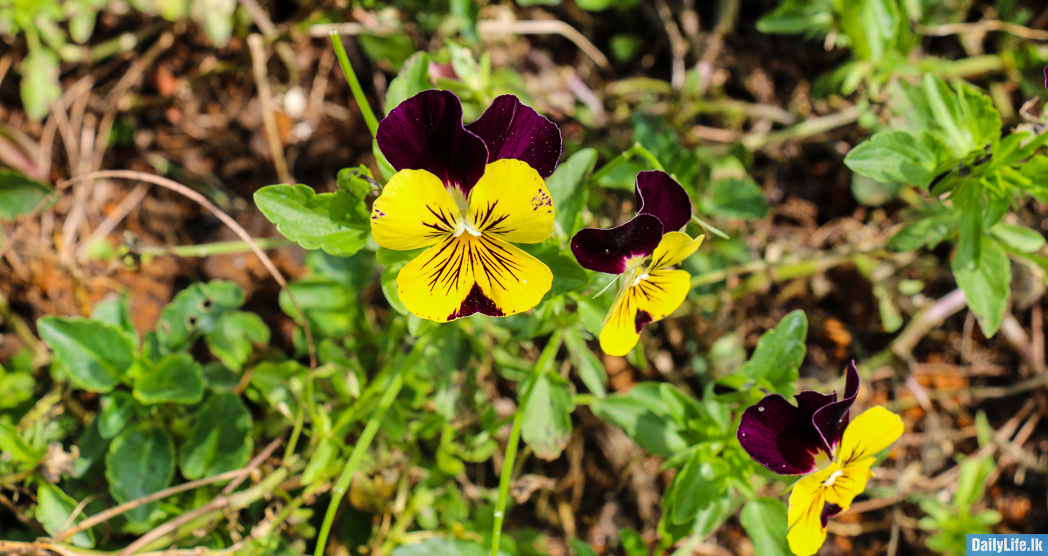 Small Yellow Flower