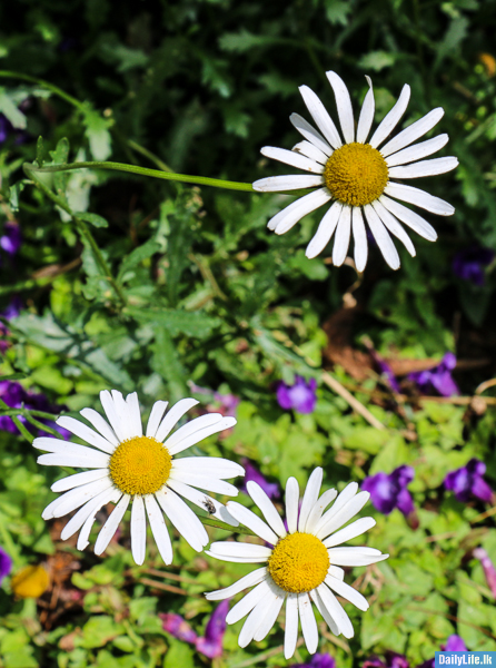 White Flowers