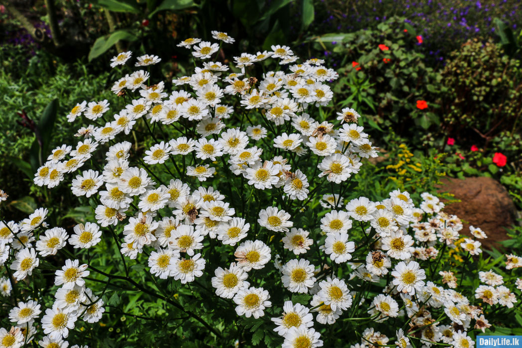 White Flowers