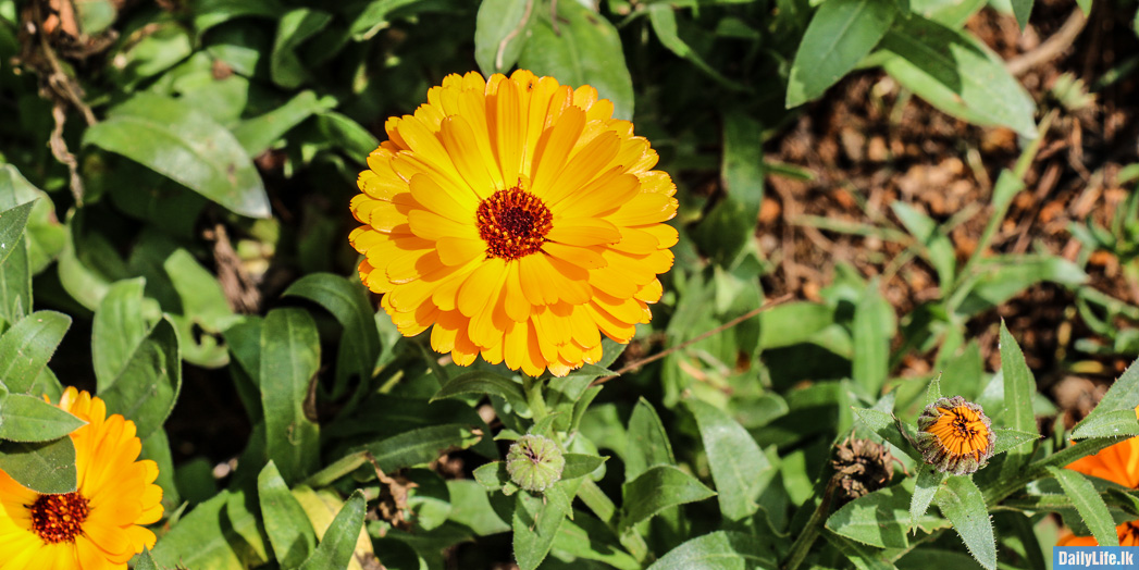 Yellow Flower