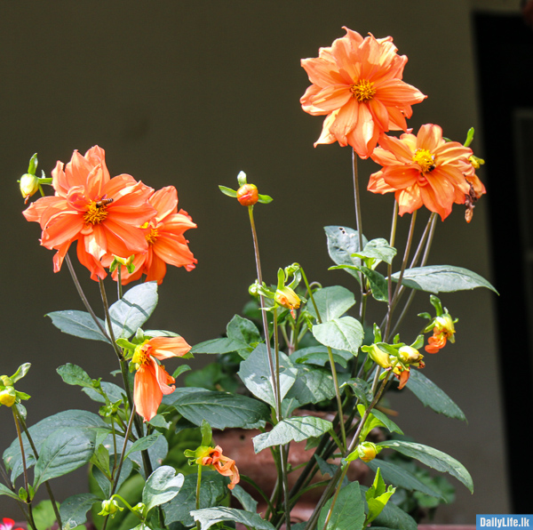 Orange Flowers