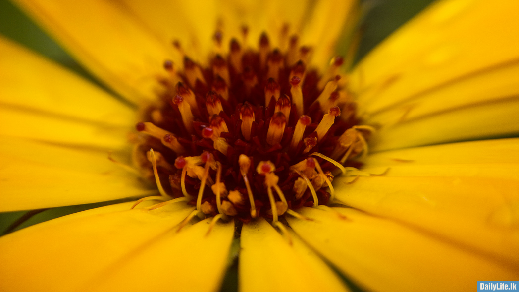 Flowers in Hakgala Botanical Garden