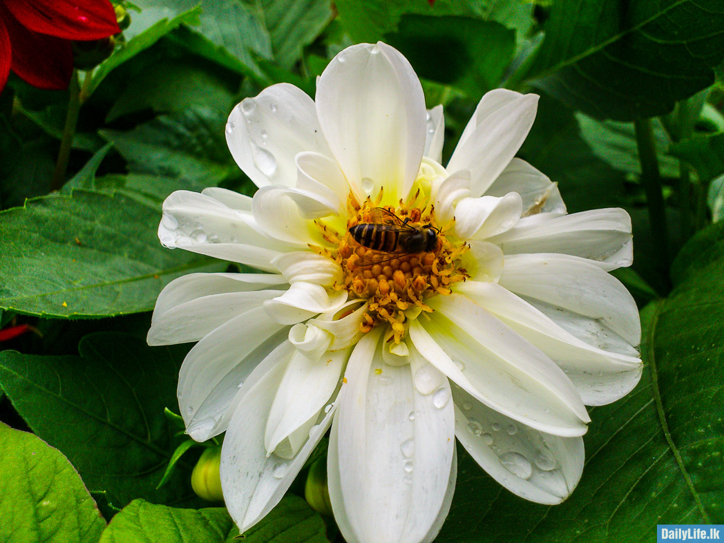 Bee on White Flower