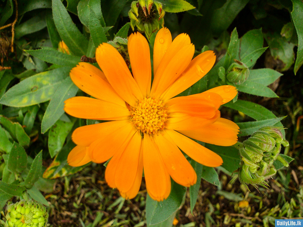 Flowers in Hakgala Botanical Garden