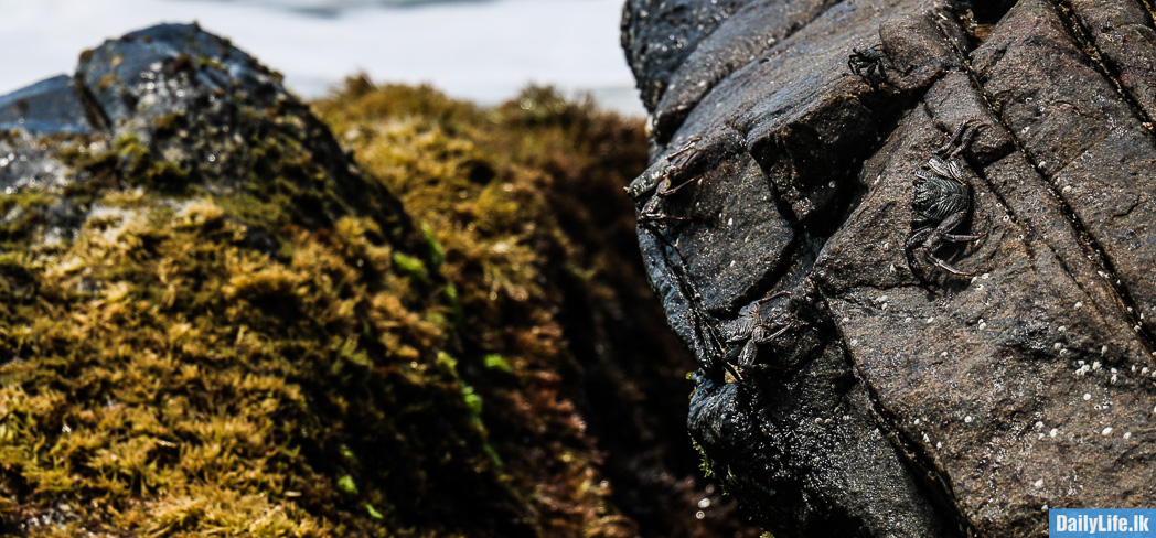 Crabs on the rock