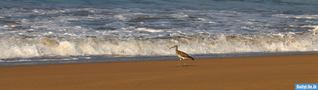 Bentota Beach