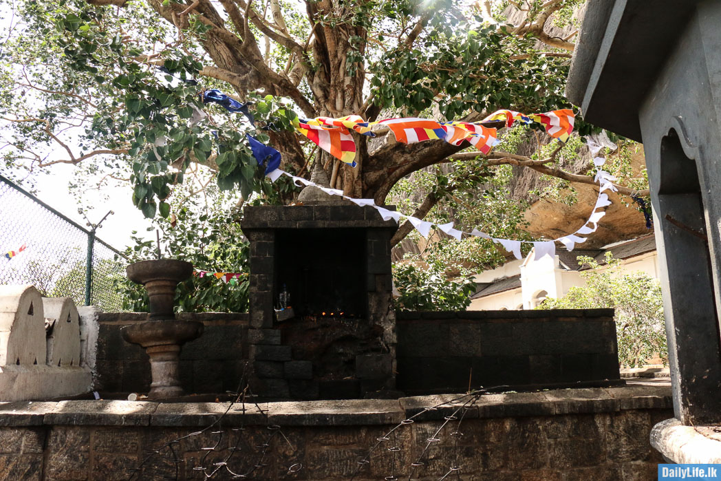 Dambulla Temple bo tree