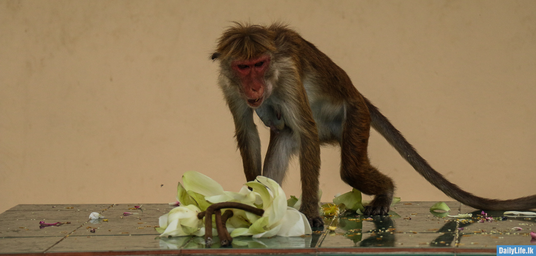 Monkey is eating white lotus flowers at Dambulla Temple