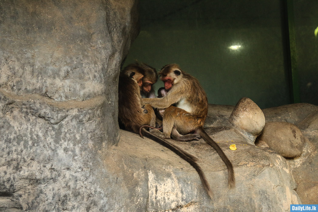 Monkey Family at Dambulla