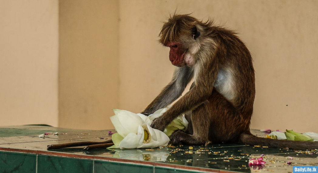 Monkey is eating white lotus flowers at Dambulla Temple