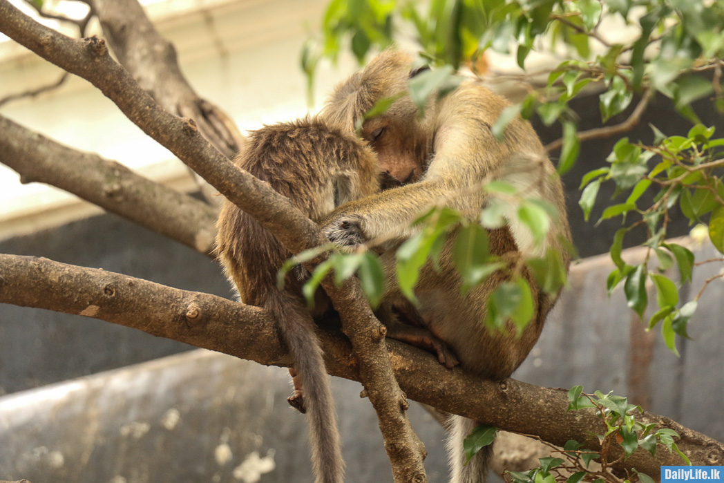 Monkeys at Dambulla