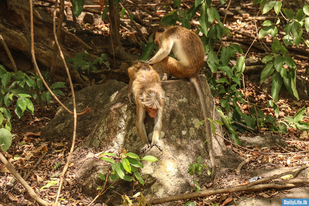 Monkeys at Dambulla