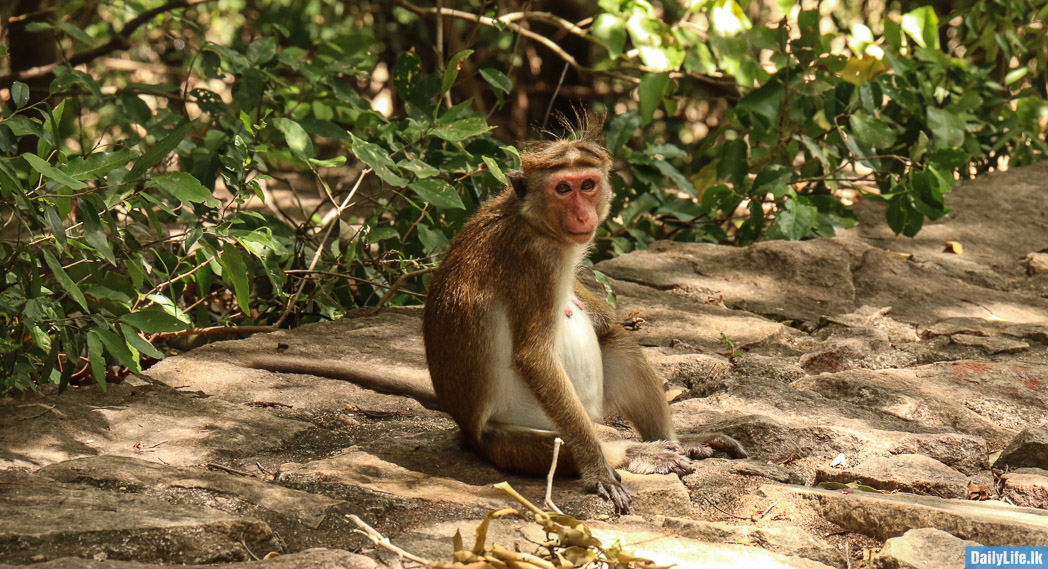 Pregnant Monkey at Dambulla