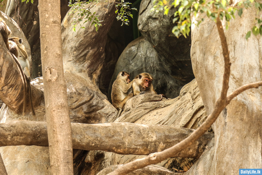 Monkeys at Dambulla