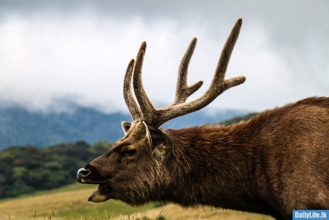 Sambar deer is the largest and most commonly seen mammal in Horton Plains.