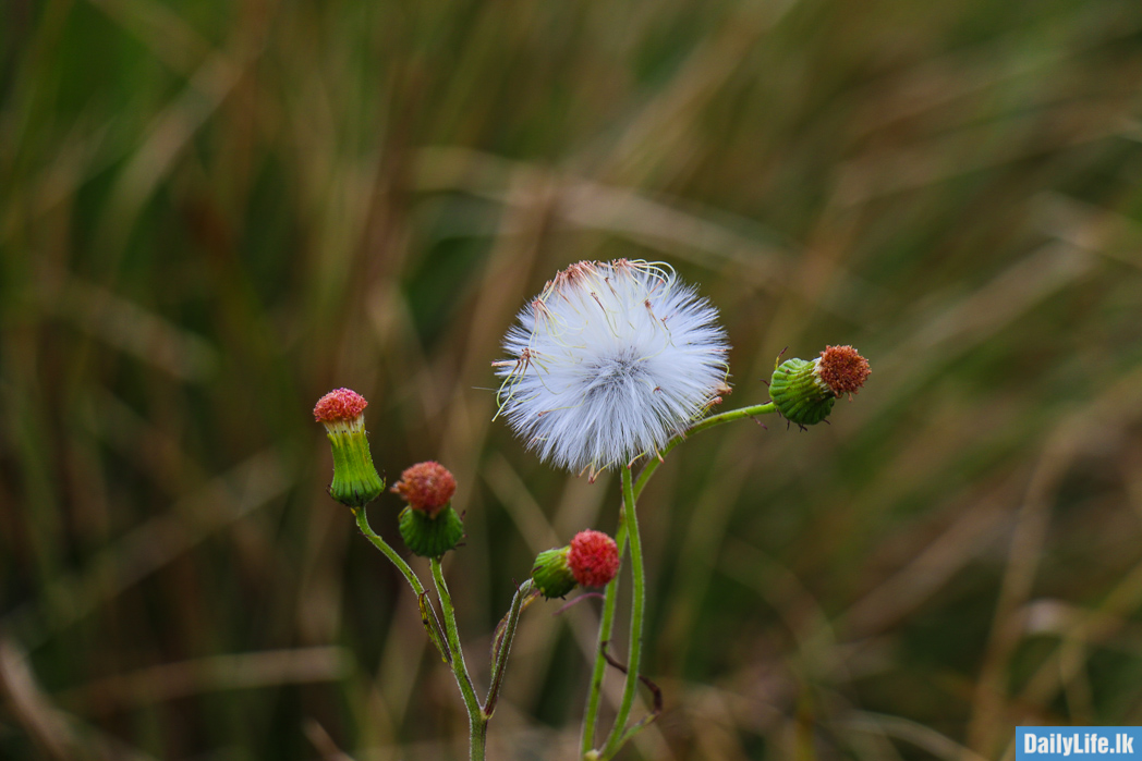Beautiful flower in Horton Plains
