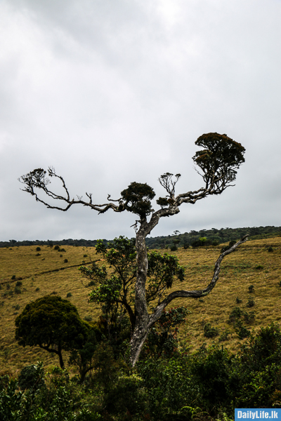 Natural Beauty at Horton Plains