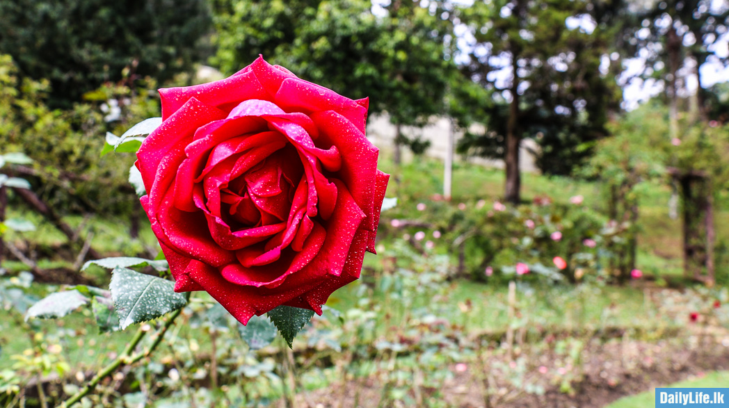 Flowers in Haggala Botanical Garden.