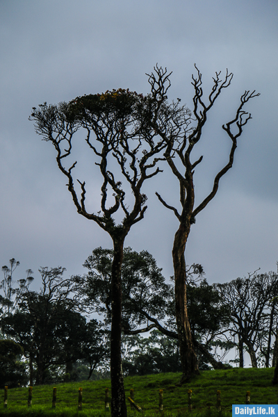 Ambewela is one of the most beautiful Cities of Nuwara Eliya district in Sri Lanka.