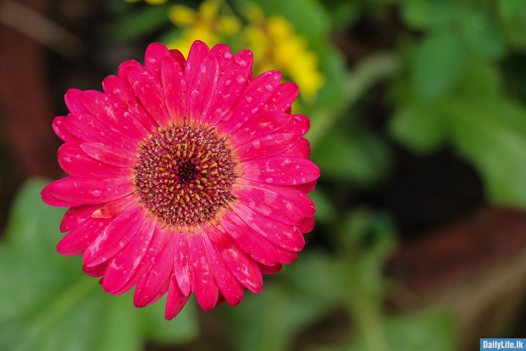 Pink gerberas Flower