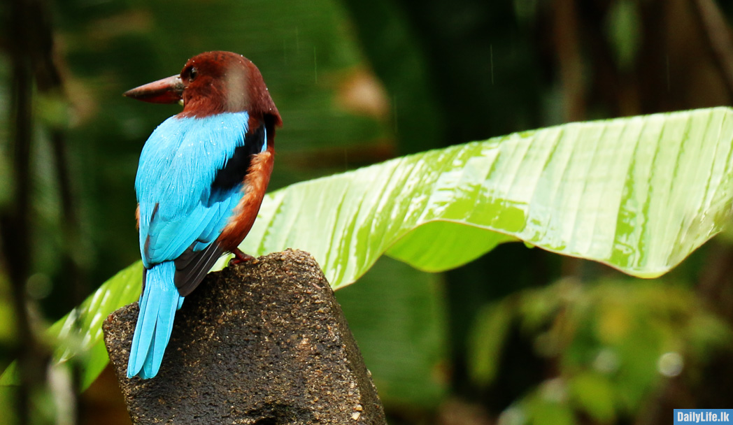 Kingfisher