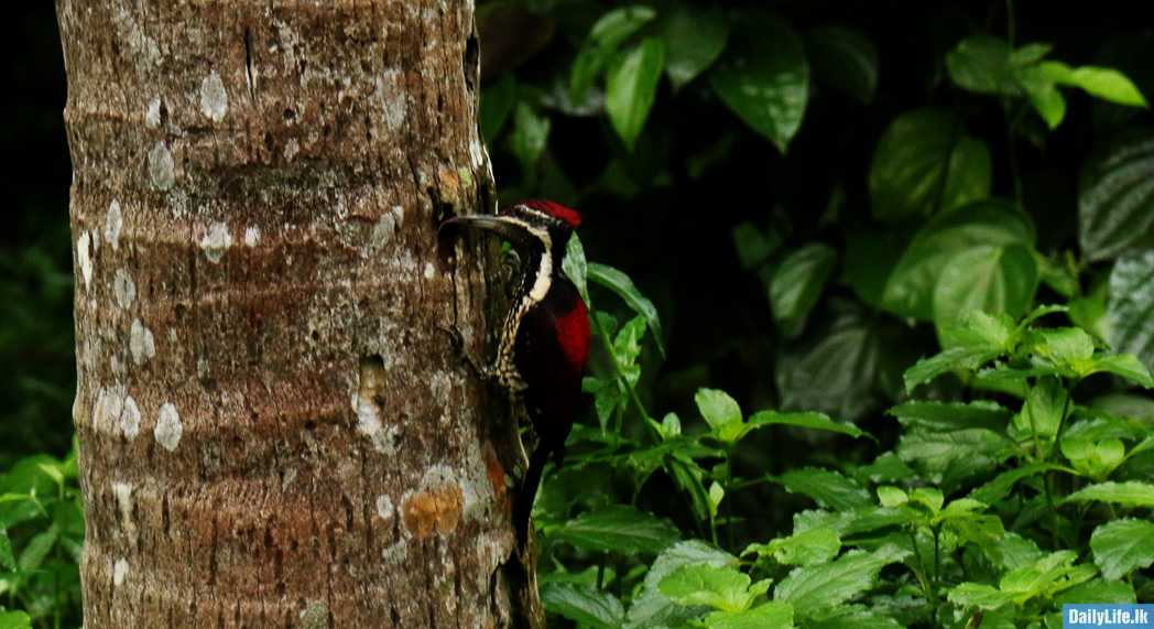 Woodpecker