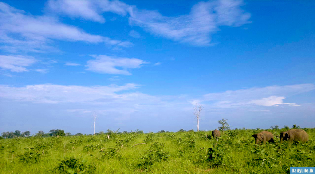 Image of Udawalawe National Park