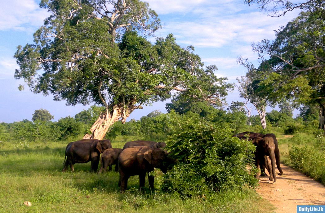 Groups of elephants at Udawalawe