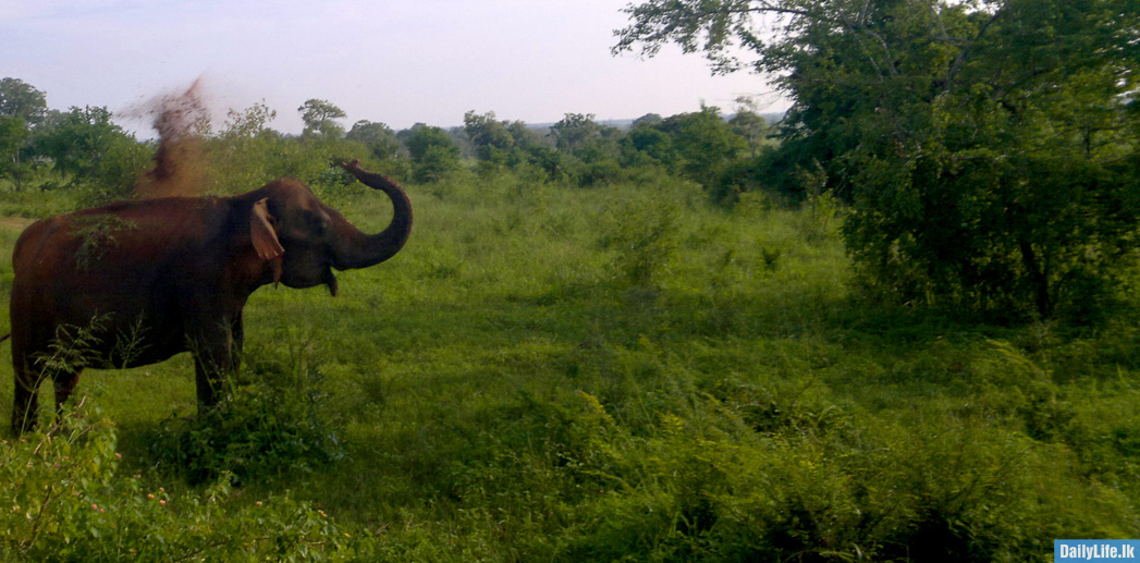 Wild Elephant at Udawalawe