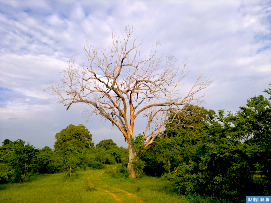 Large trees at Udawalawe