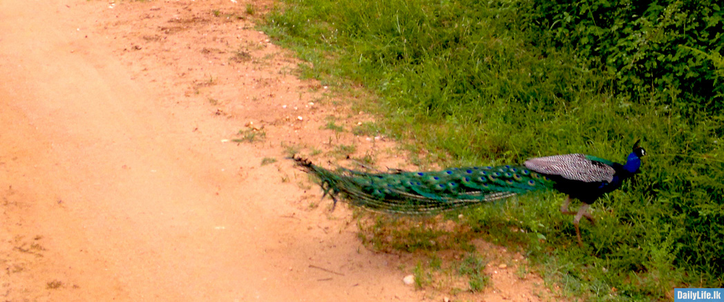 Peacock at Udawalawe