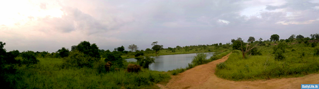 Elephants gather near water in Udawalawe