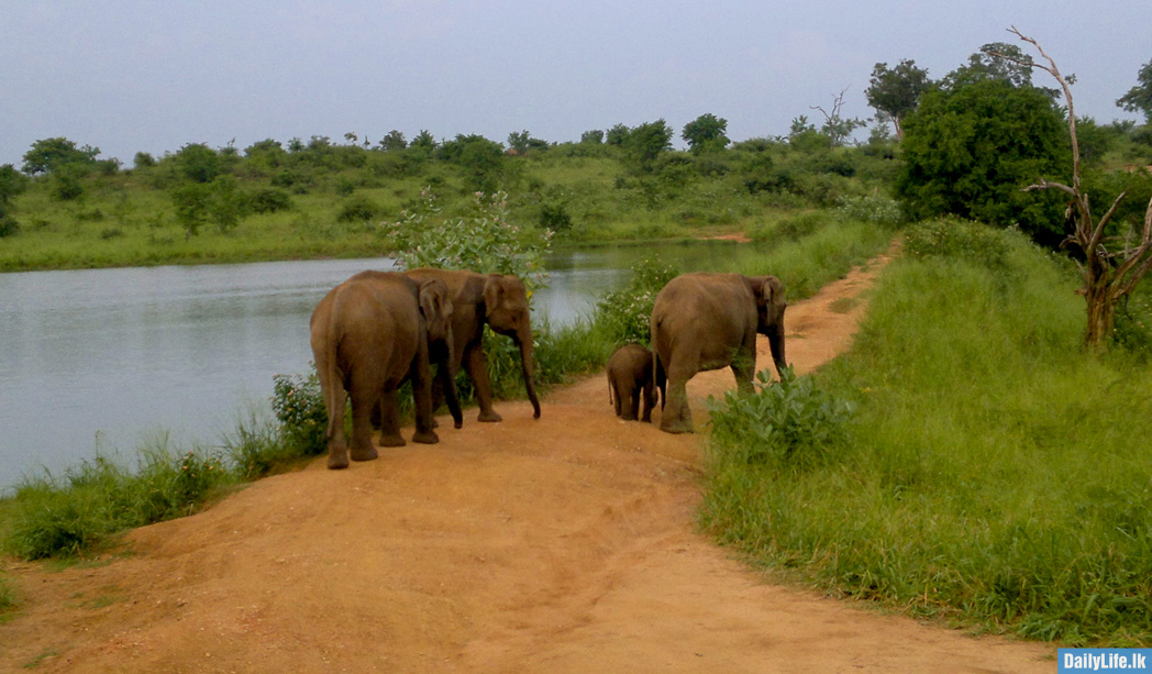 Group of elephants at Udawalawe