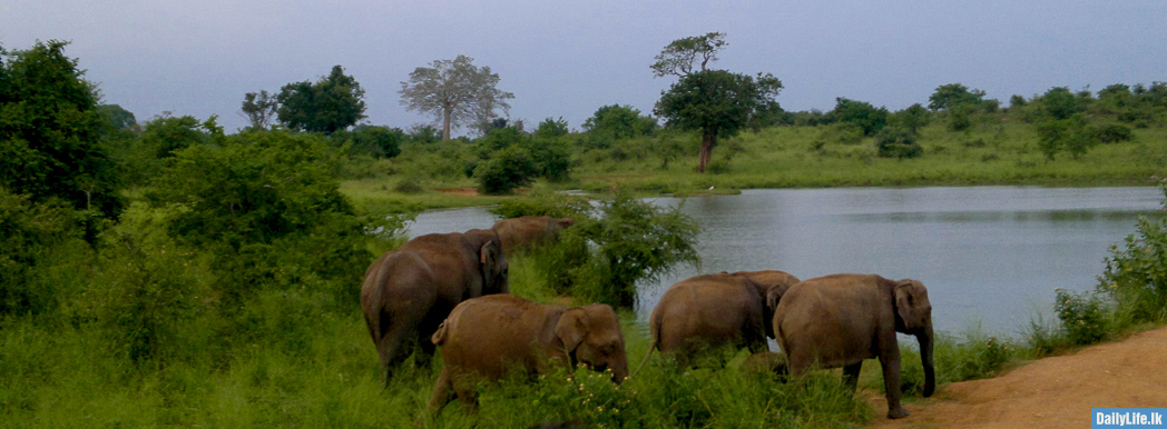 Elephants at Udawalawe