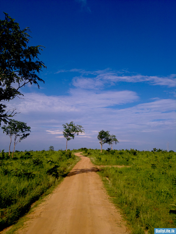 Roads of Udawalawe National Park