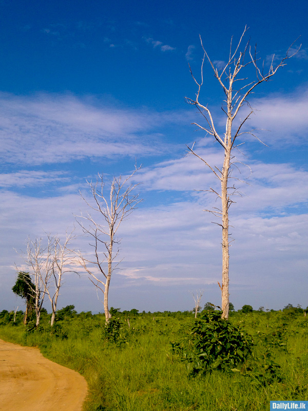 Dried out large trees at Udawalawe