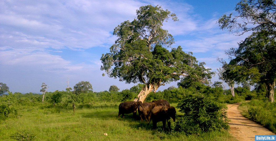 Elephants at Udawalawe